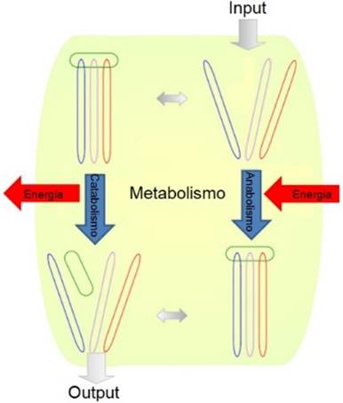 14-Metabolismo